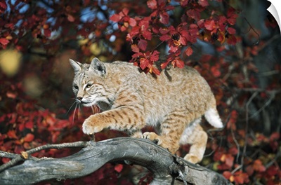 Bobcat Walks On Branch Through Hawthorn In Autumn; Idaho