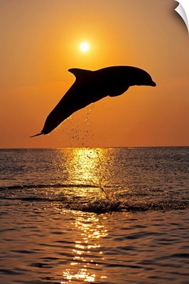 Bottle Nose Dolphin Jumping at Sunset, Roatan, Honduras