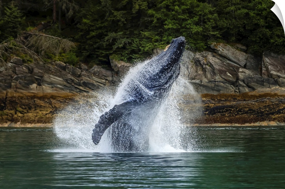 Breaching Humpback Whale (Megaptera novaeangliae) in Chatham Strait, Tongass National Forest, Southeast Alaska, United Sta...