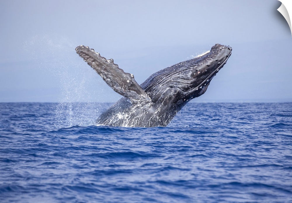 Breaching humpback whale (megaptera novaeangliae). Hawaii, united states of America.