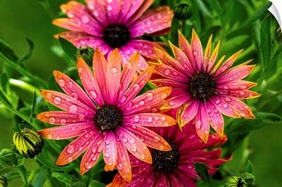 Bright Colourful Flowers With Water Droplets, Calgary, Alberta, Canada