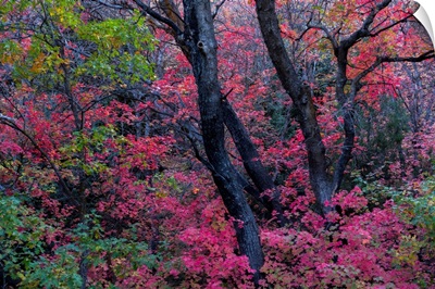 Brilliant Autumn Colours On Trees In A Woodland, Richland, Utah