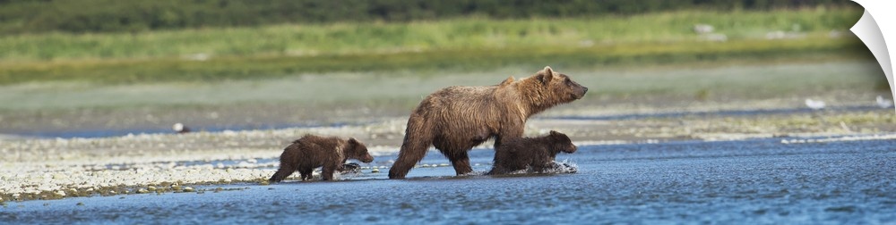 Panoramic Of Brown Bear Sow And Cubs On The Shore Of Mikfik Creek, Mcneil River State Game Sanctuary, Southwest Alaska, Su...