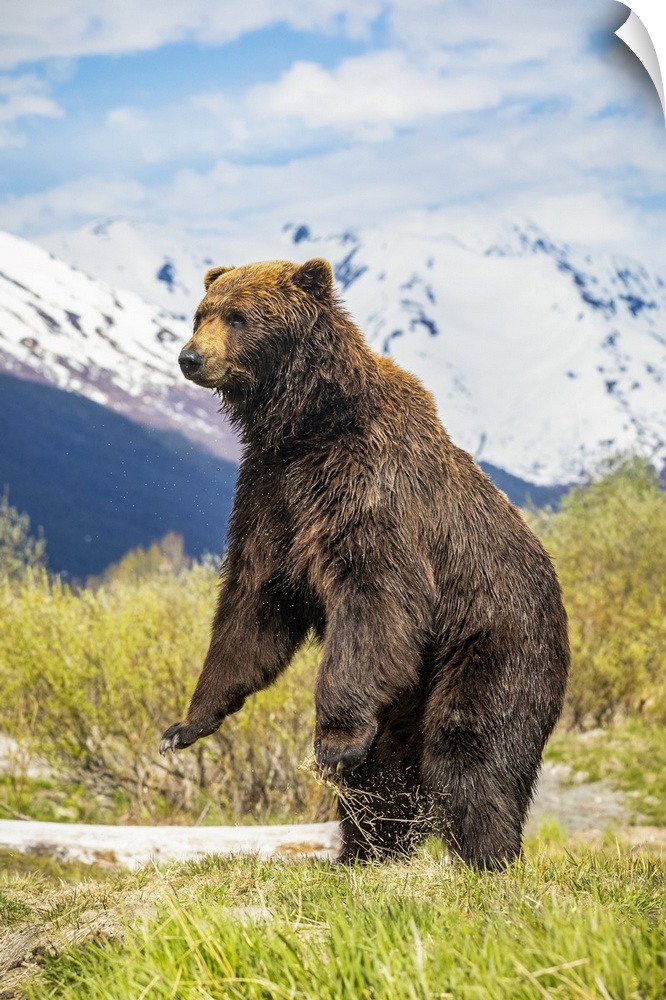 Brown bear boar (Ursus arctos) stands up to get a better view, Alaska Wildlife Conservation Center, South-central Alaska; ...