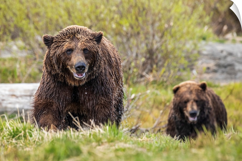 Brown bear boar and sow (ursus arctos) together, sow (female) in the foreground, wet from swimming in the river, Alaska wi...