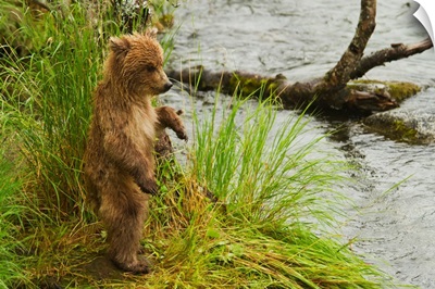 Brown bear cub standing in grass at edge of Brooks River, Katmai National Park,  Alaska