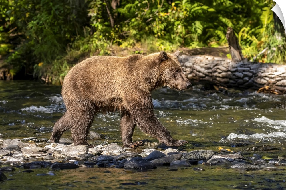 A brown bear (ursus arctos) during the summer salmon runs in the Russian river near cooper landing, south-central Alaska, ...