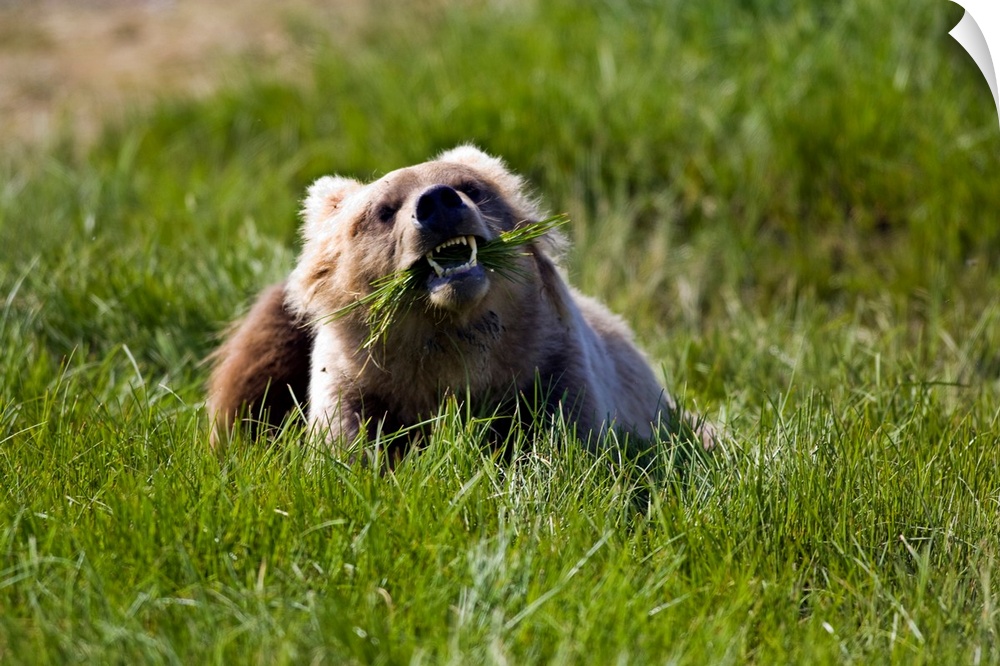 Brown bear eating sedge grass in the Kaguyak area of Katmai national park, Alaska.