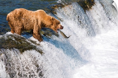Brown Bear Fishing For Salmon In Brooks Falls, Katmai National Park, Southwest Alaska