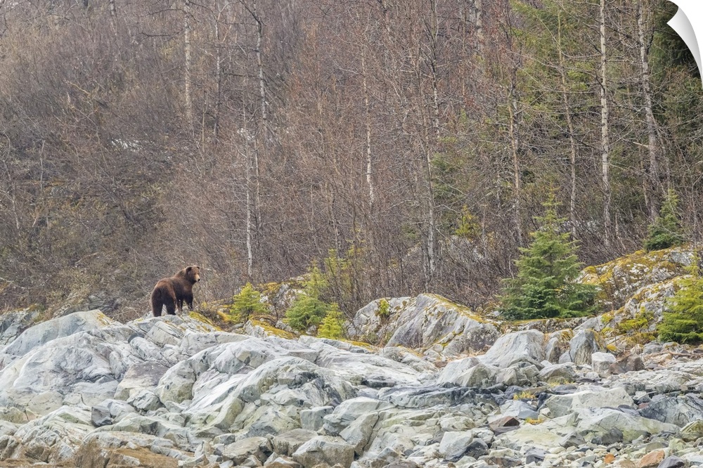 View from behind of a brown bear (Ursus arctos) standing on the grey rocks in front of a deciduous forest in Glacier Bay N...