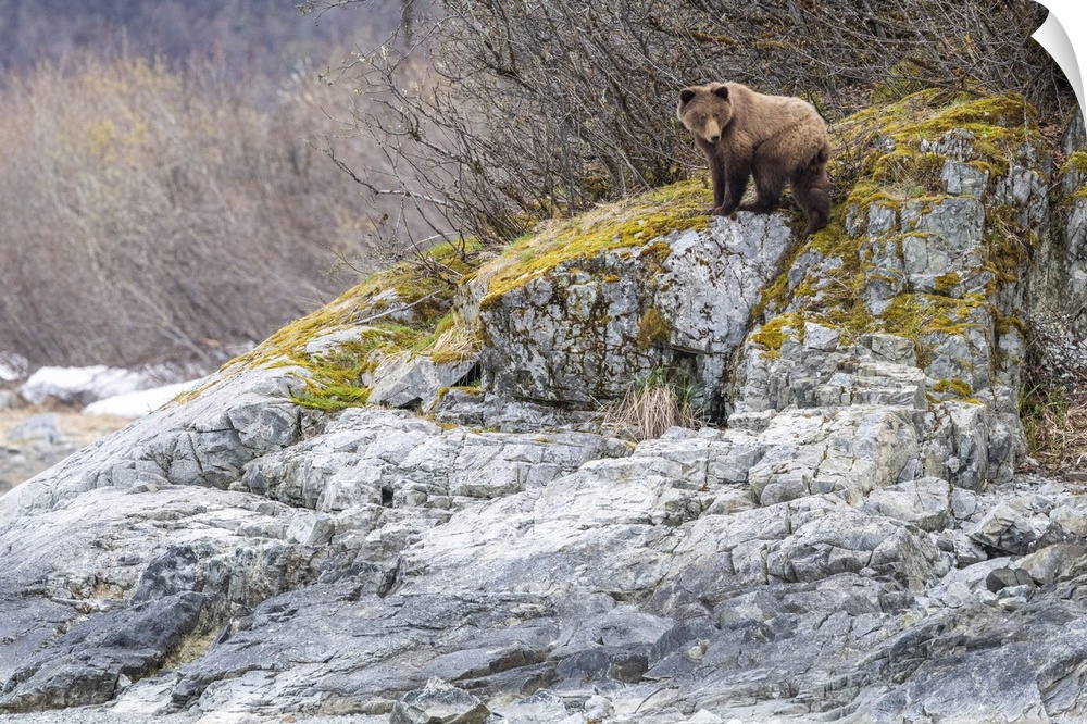 Brown bear (Ursus arctos) standing on the grey rocks in front of a deciduous forest in Glacier Bay National Park Southeast...