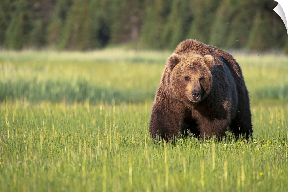 Brown bear (ursus arctos) in Lake Clark National Park, Alaska, United States of America.