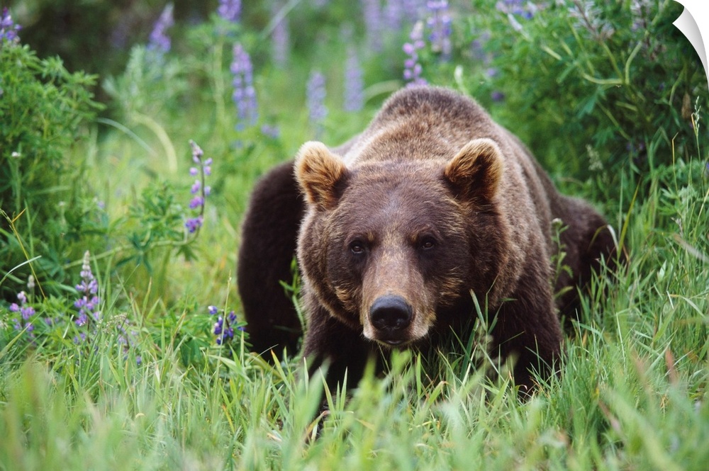 Captive: brown bear laying amongst lupine wildflowers at the Alaska wildlife conservation center during summer in southcen...