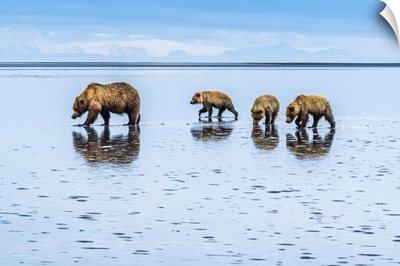 Brown Bear Mom With Cubs At Silver Salmon Creek, Lake Clark National Park