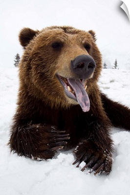 Brown Bear Resting In Snow At The  Wildlife Conservation Center, Alaska