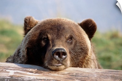 Brown Bear Resting On Log, Alaska Wildlife Conservation Center