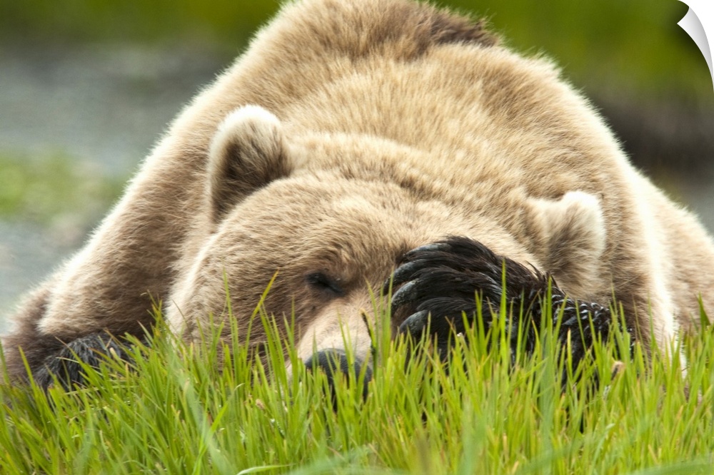 Brown bears feed on sedge grass early in the summer season at the McNeil River State Game Sanctuary and Refuge.