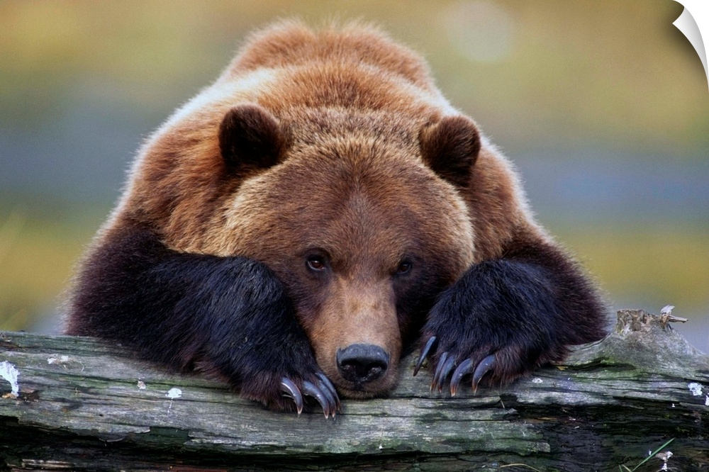 Brown Bear Rests With Its Front Legs Outstretched On A Log, Alaska