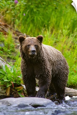 Brown Bear, Russian River, Kenai Peninsula, Alaska
