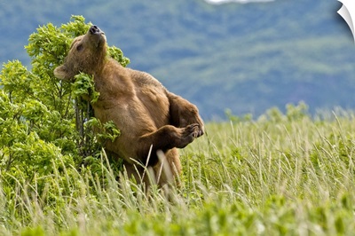 Brown bear scratches their back on a tree in Kukak Bay