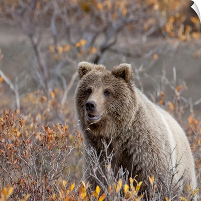 Brown Bear sits in fall colors in Denali National Park