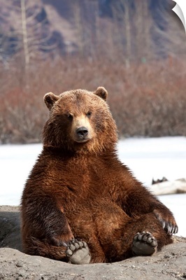 Brown Bear Sits On Its Rump At Alaska Wildlife Conservation Center, Alaska