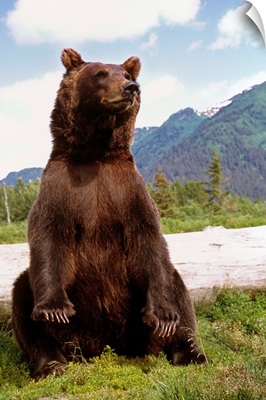 Brown Bear sits on its rump at the Alaska Wildlife Conservation Center, Alaska