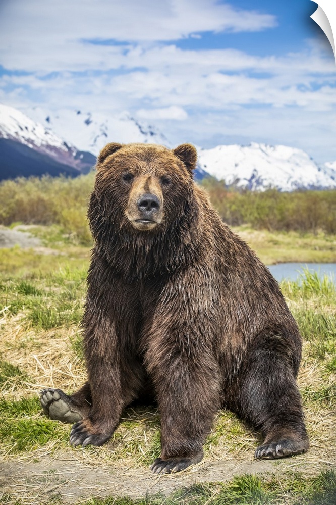 Brown bear sow (Ursus arctos) sitting on grass looking at the camera, Alaska Wildlife Conservation Center, South-central A...