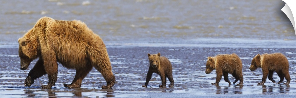 Brown Bear Sow And Her Three Cubs Walking On A Beach, Alaska