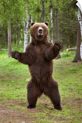 Brown Bear Standing On Hind Legs Southcentral Alaska Summer