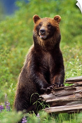 Brown Bear Standing Upright On Log, Southcentral Alaska