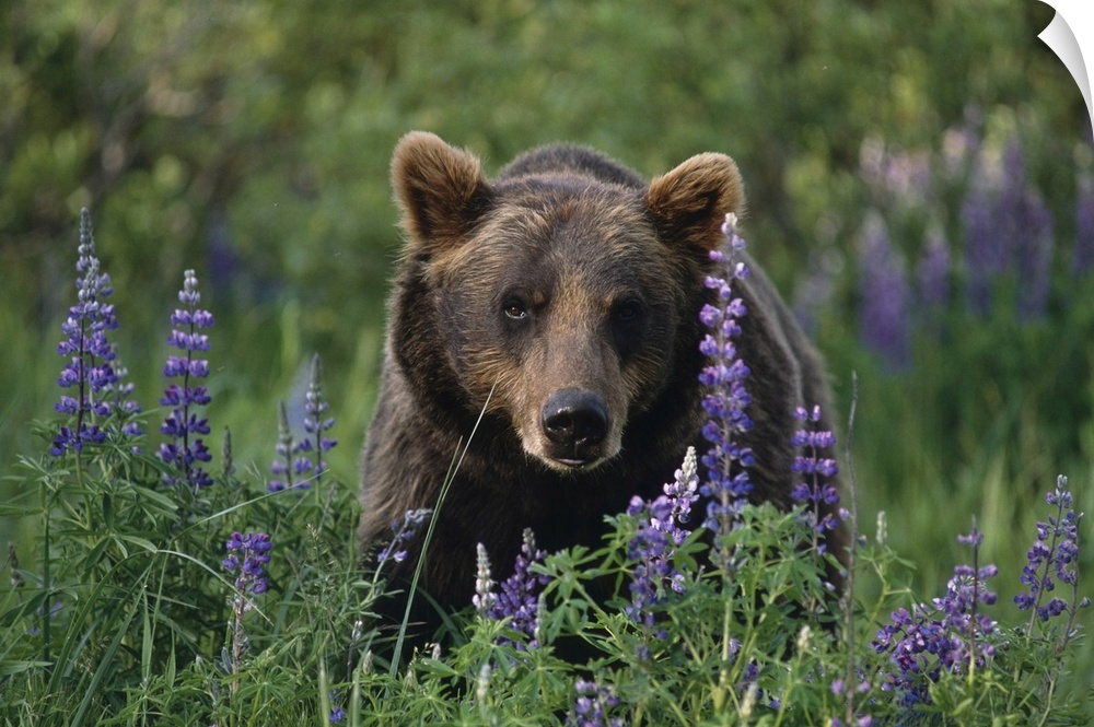 Captive: Brown Bear Walking Amongst Lupine Wildflowers At The Alaska Wildlife Conservation Center During Summer In Southce...