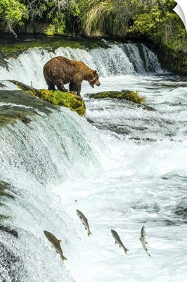 Brown Bear, Ursus Arctos, Fishing For Sockeye Salmon At Brooks Falls