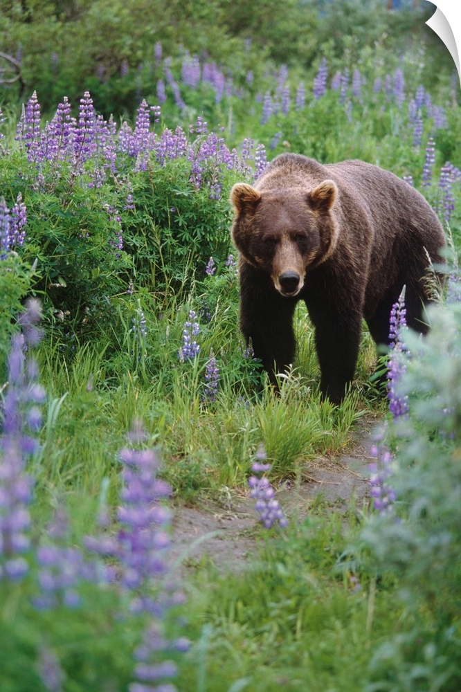 Captive: brown bear walking amongst lupine wildflowers at the Alaska wildlife conservation center during summer in southce...