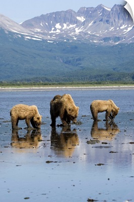 Brown Bears Digging Clams In Tidal Flats, Katmai National Park, Alaska