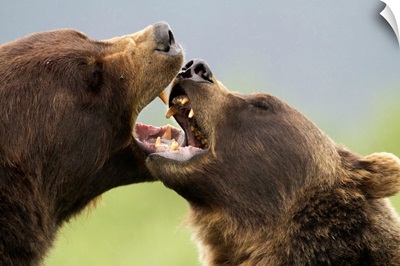 Brown Bears Playfighting, Wildlife Conservation Center, Southcentral Alaska