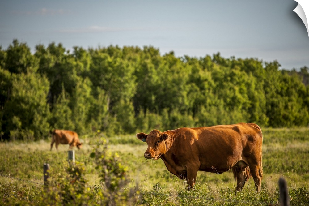 Brown Cows In A Pasture With A Forest On The Edge; Saskatchewan, Canada