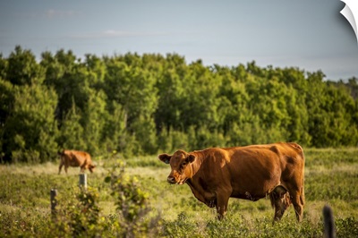 Brown Cows In A Pasture With A Forest On The Edge, Saskatchewan, Canada