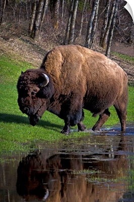 Buffalo By River Bank