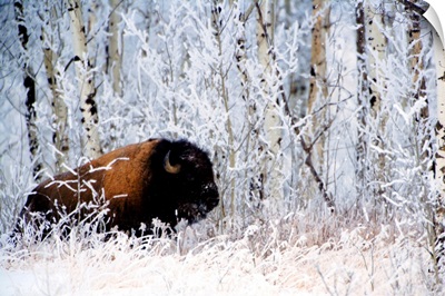 Buffalo In The Snow
