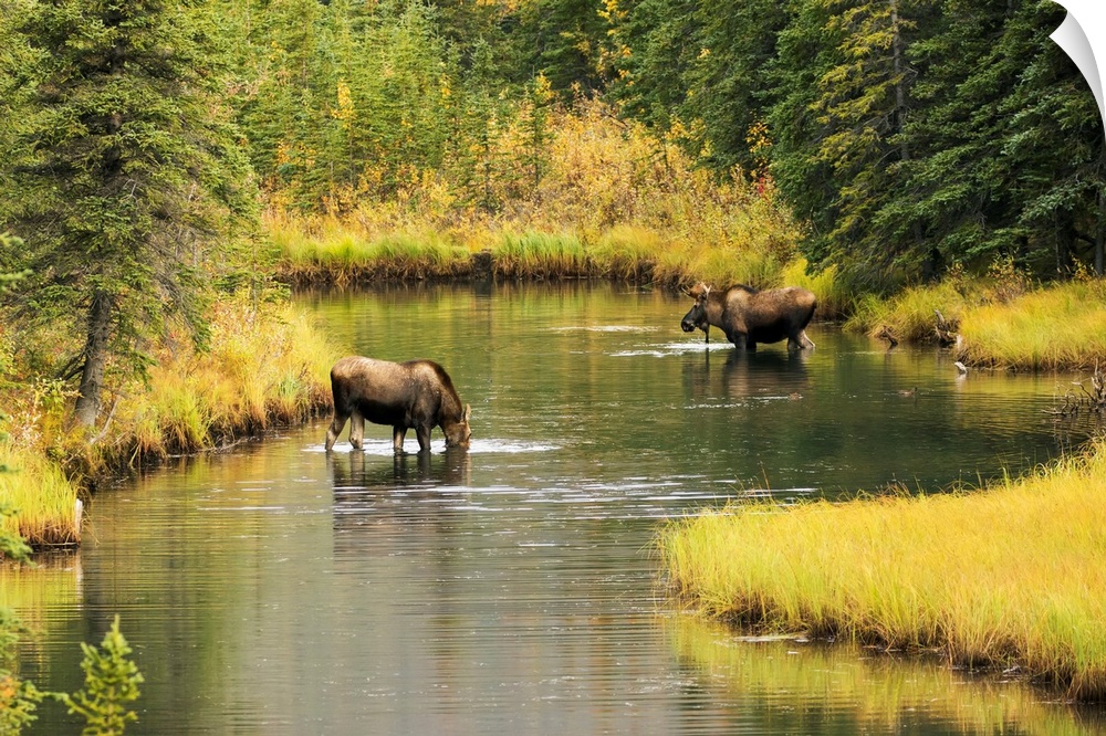Bull and cow moose (alces alces) feeding in a shallow pond south of Cantwell, photo taken from Parks Highway common moose ...