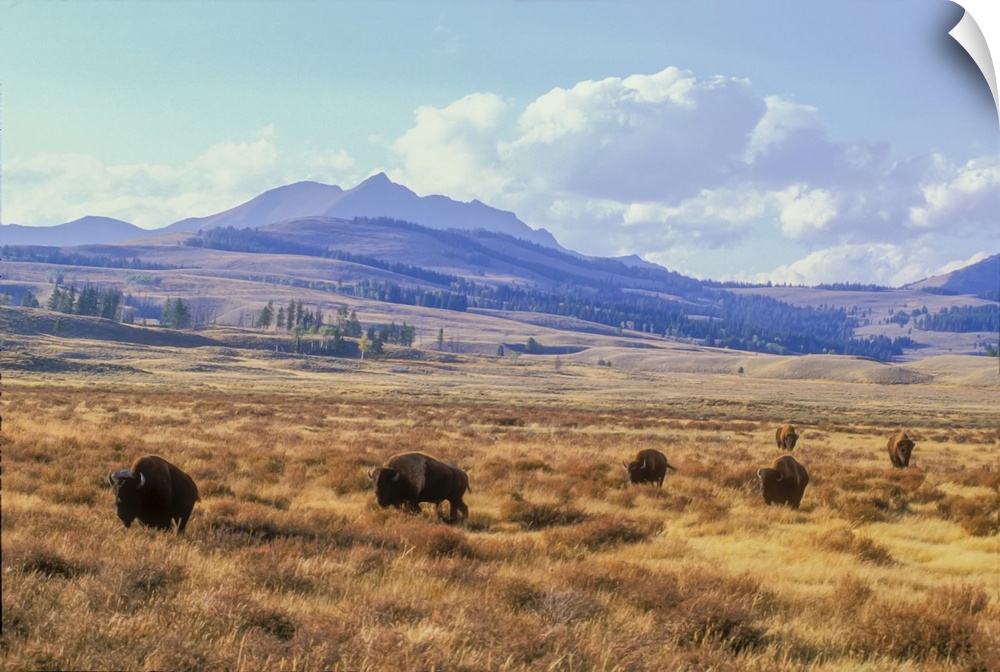 Bull bison (Bison bison) grazing on the open range below Electric Peak on Swan Lake Flat in the Fall, Yellowstone National...