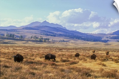 Bull Bison Grazing On The Open Range In The Fall, Yellowstone National Park