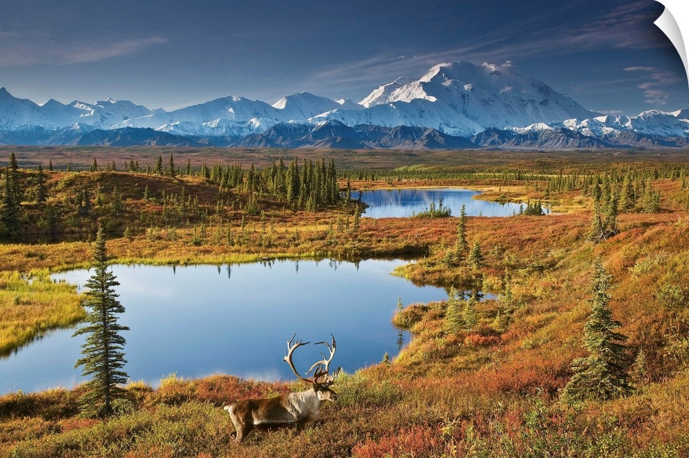 Bull Caribou And Tundra Pond With Mt. McKinley, Denali National Park, Alaska