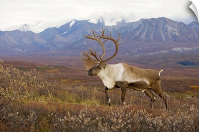 Bull caribou on Autumn tundra with Alaska Range in the background
