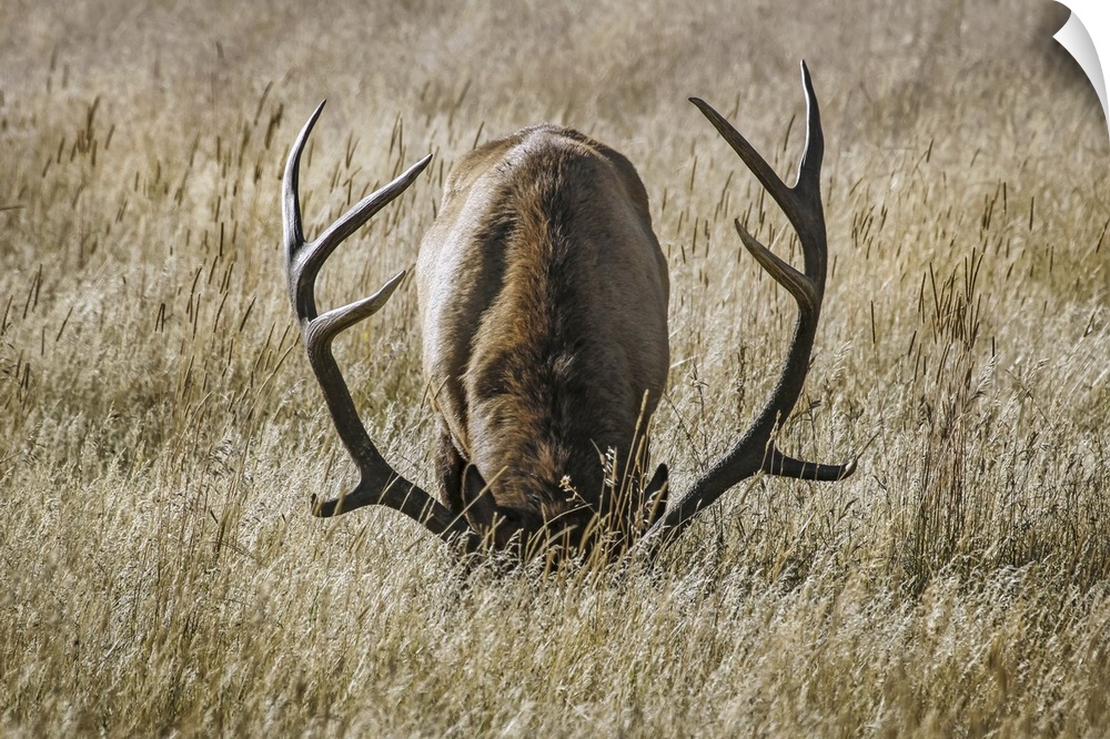 Bull elk (cervus canadensis) grazing with head down, steamboat springs, Colorado, united states of America.