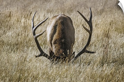 Bull Elk (Cervus Canadensis) Grazing With Head Down, Steamboat Springs, Colorado