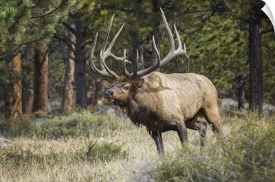 Bull Elk (Cervus Canadensis), Steamboat Springs, Colorado, United States Of America