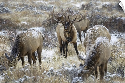 Bull Elk Grazing In The Light Snow-Cover, Steamboat Springs, Colorado