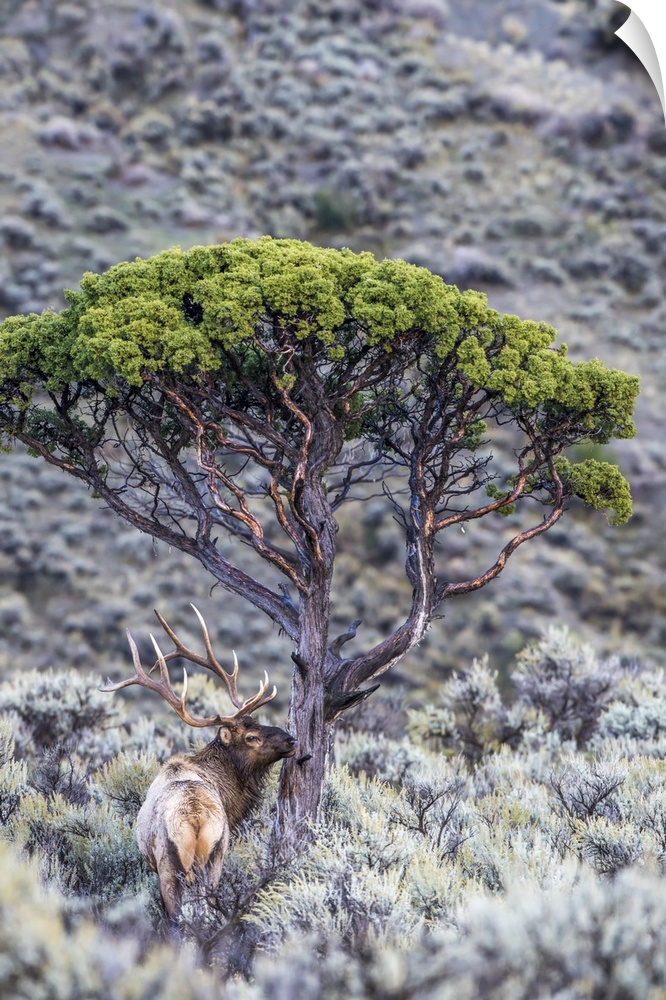 View taken from behind of a bull elk (Cervus canadensis) standing in a field of sagebrush (Artemisia tridentata) next to a...